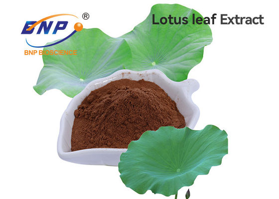 Torne mais pesada a perda Nuciferin 2%, 98% Lotus Leaf Extract do BNP