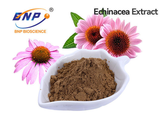 Produto comestível do Polyphenol 4% do extrato de Purpurea do Echinacea
