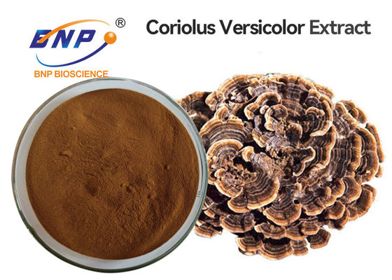 Coriolus oral - o extrato versicolor do cogumelo pulveriza GMO livre
