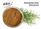 PBF Rosemary Extract de alta qualidade com 5% Carnosic ácido e Carnosol
