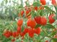 A baga vermelha PBF de Goji de 350 grões secou o Lycium Barbarum Wolfberry