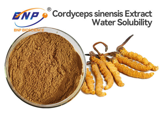 Cogumelo medicinal fermentado natural do pó do extrato do polisacárido 10% Cordyceps Sinensis
