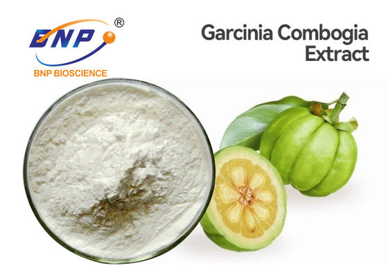 A planta natural do pó fino branco extrai o extrato ácido da guta do Garcinia de Hydroxycitric 50% 60%