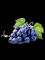 Vitis do extrato da semente da uva secada - vinifera Proanthocyanidins 95%