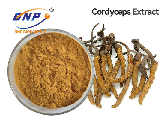 O extrato amarelo do cogumelo de Brown pulveriza o Mycelium de Cordyceps Sinensis